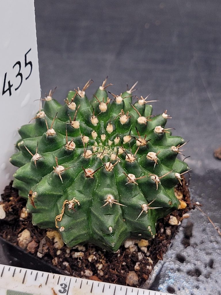 Gymnocalycium Cristata Crested Going Thornless Cactus Unique Rare Special Cacti #435 - Image 5