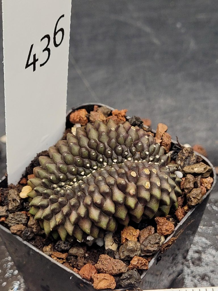Gymnocalycium Cristata Crested Thornless Cactus Unique Rare Special Cacti Unique Spiral #436 - Image 5