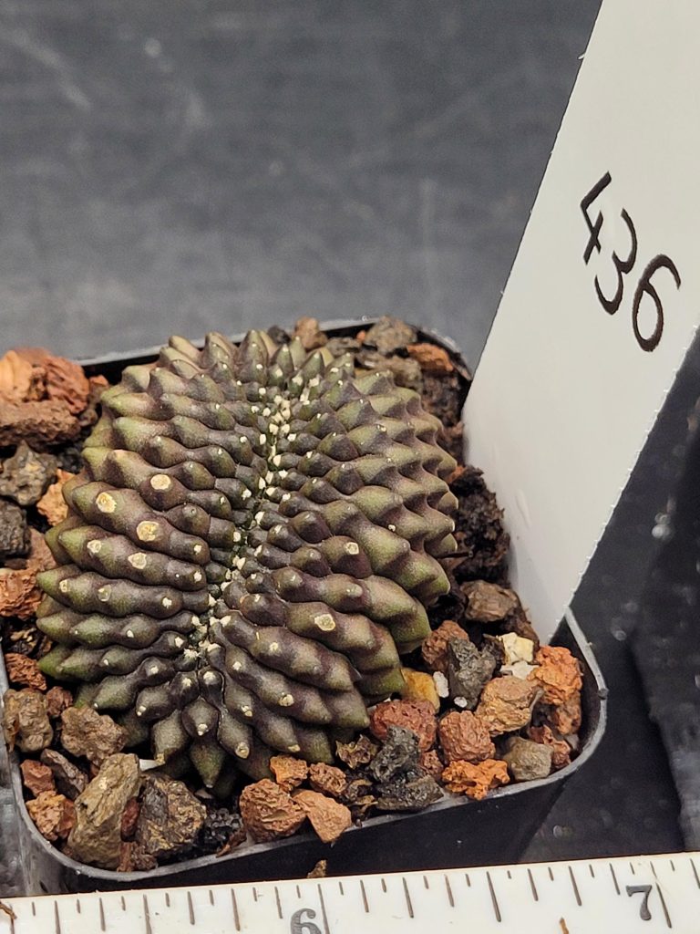 Gymnocalycium Cristata Crested Thornless Cactus Unique Rare Special Cacti Unique Spiral #436 - Image 4