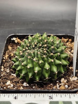 Gymnocalycium Cristata Crested Thornless Cactus Unique Rare Special Cacti Unique Spiral #8307