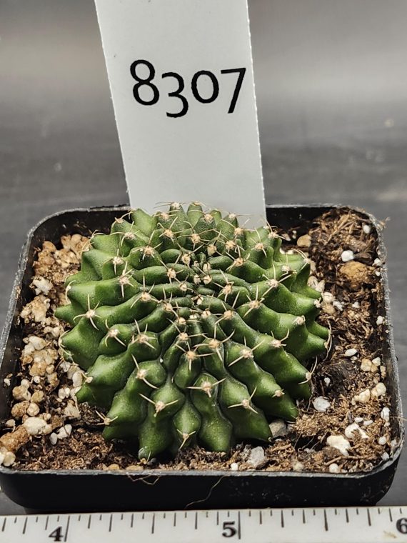 Gymnocalycium Cristata Crested Thornless Cactus Unique Rare Special Cacti Unique Spiral #8307 - Image 2