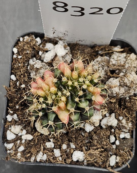 Gymnocalycium Variegated Cristata Crested Cactus Unique Rare Special Cacti Unique Spiral #8320