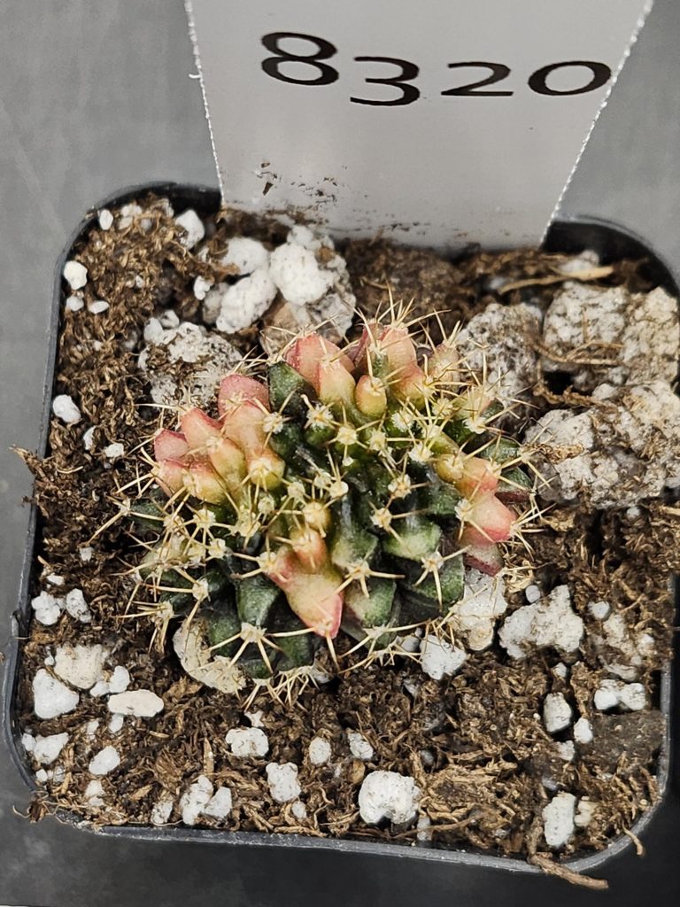 Gymnocalycium Variegated Cristata Crested Cactus Unique Rare Special Cacti Unique Spiral #8320