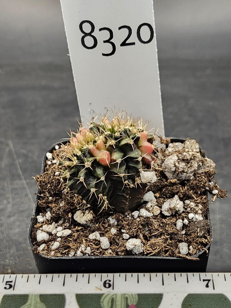Gymnocalycium Variegated Cristata Crested Cactus Unique Rare Special Cacti Unique Spiral #8320 - Image 3