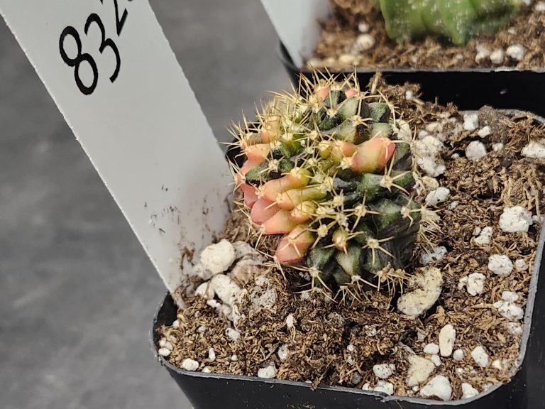 Gymnocalycium Variegated Cristata Crested Cactus Unique Rare Special Cacti Unique Spiral #8320 - Image 2