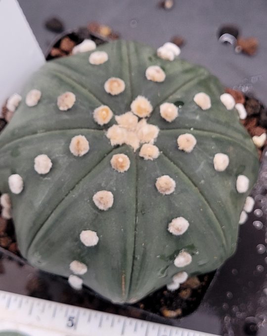 Astrophytum Cactus Beautiful #469 Gorgeous Cream Tufts and Perfect Legs, Large Live Cacti HUGE - 3.5 inch pot