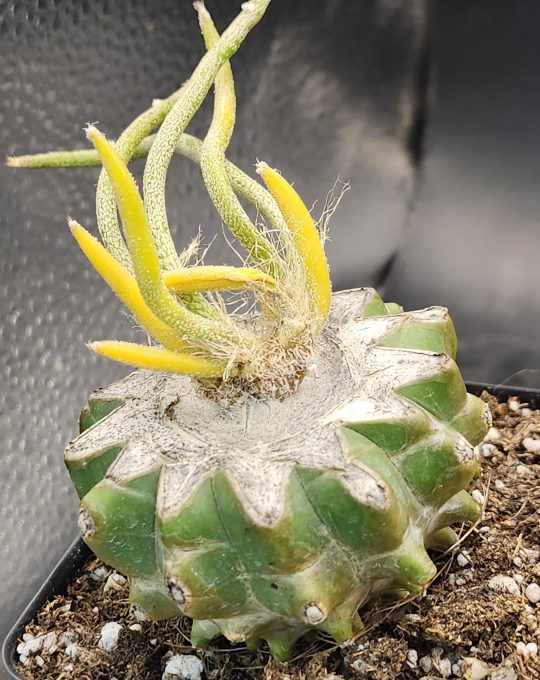 Rare Variegated Astrophytum Caput Medusae Grafted onto Ferocactus Peninsulae Scion - Collector's Gem, Bare Root, shown in 3.5" pot, #8300