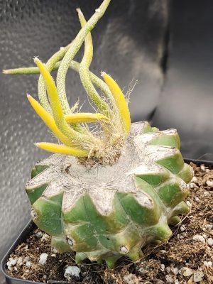 Rare Variegated Astrophytum Caput Medusae Grafted onto Ferocactus Peninsulae Scion - Collector's Gem, Bare Root, shown in 3.5" pot, #8300