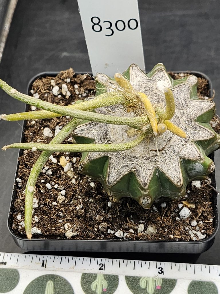 Rare Variegated Astrophytum Caput Medusae Grafted onto Ferocactus Peninsulae Scion - Collector's Gem, Bare Root, shown in 3.5" pot, #8300 - Image 3