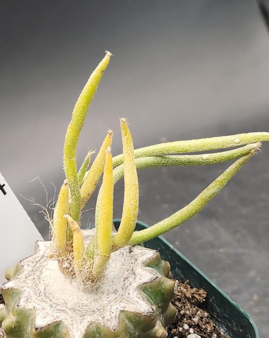 Rare Variegated Astrophytum Caput Medusae Grafted onto Ferocactus Peninsulae Scion - Collector's Gem, Bare Root, shown in 3.25" pot, #8334