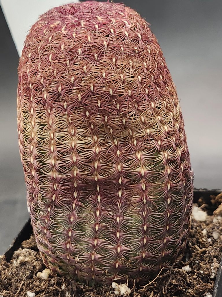 Rare Echinocereus Rigidissimus (Rainbow Hedgehog Cactus) – Vibrant Collector’s Cactus, Ships Bare Root Cacti #8308 - Image 4