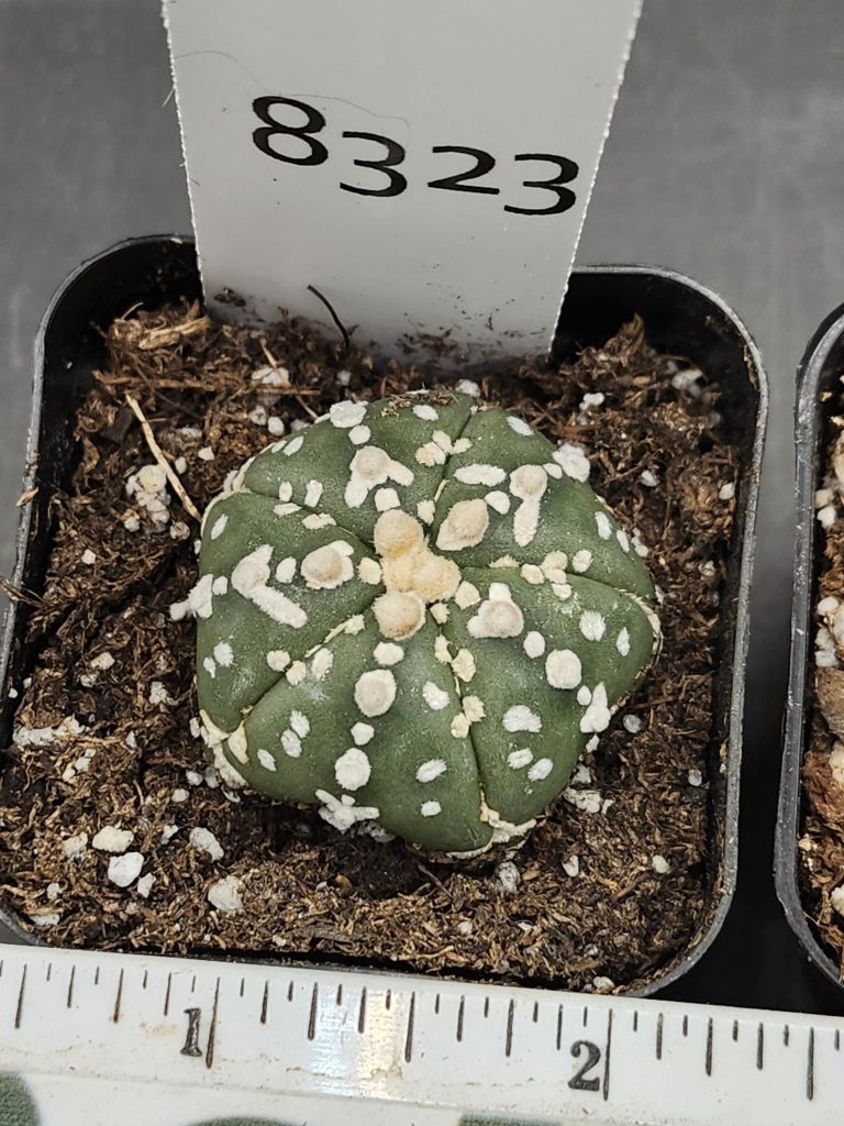 Astrophytum V Type Cactus Beautiful #8323 Gorgeous V Markings and Lines, Unique Pattern Live Cacti - 2 inch pot
