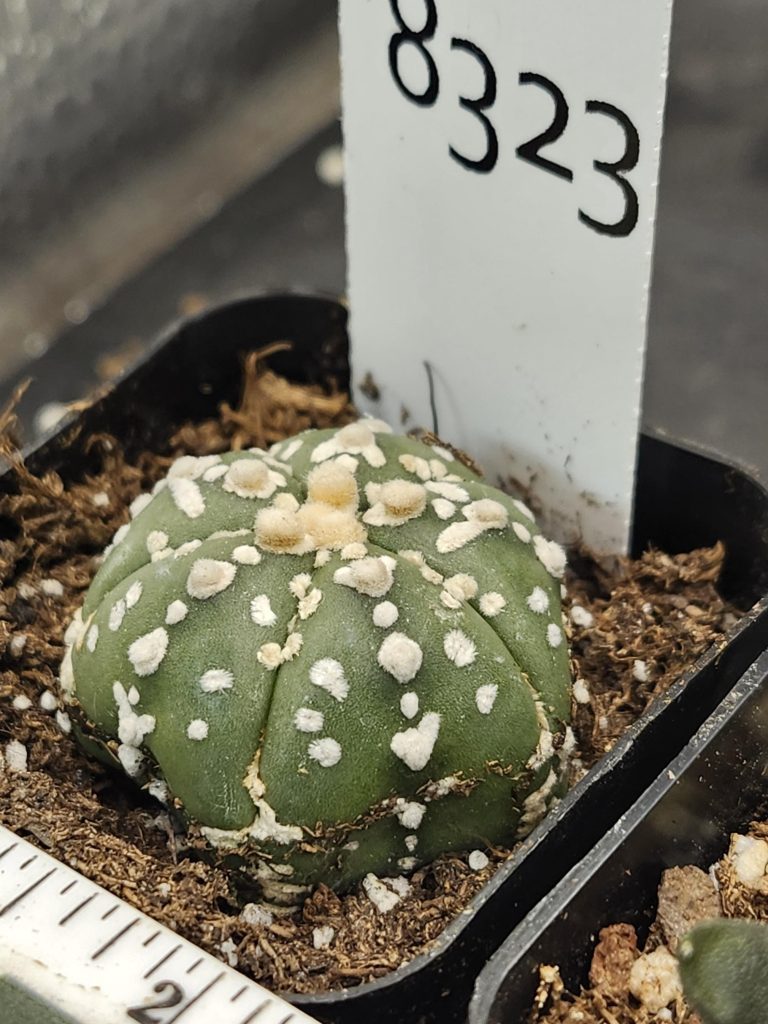 Astrophytum V Type Cactus Beautiful #8323 Gorgeous V Markings and Lines, Unique Pattern Live Cacti - 2 inch pot - Image 2