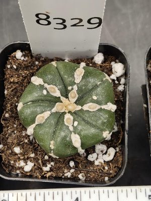 Astrophytum Beautiful Unique Kabuto Nudum Stripes Cactus Beautiful #8329 Live Cacti - 2 inch pot