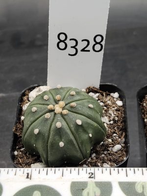 Astrophytum Cactus Beautiful #8328 Gorgeous Cream Tufts Nudum style Live Cacti - 2 inch pot
