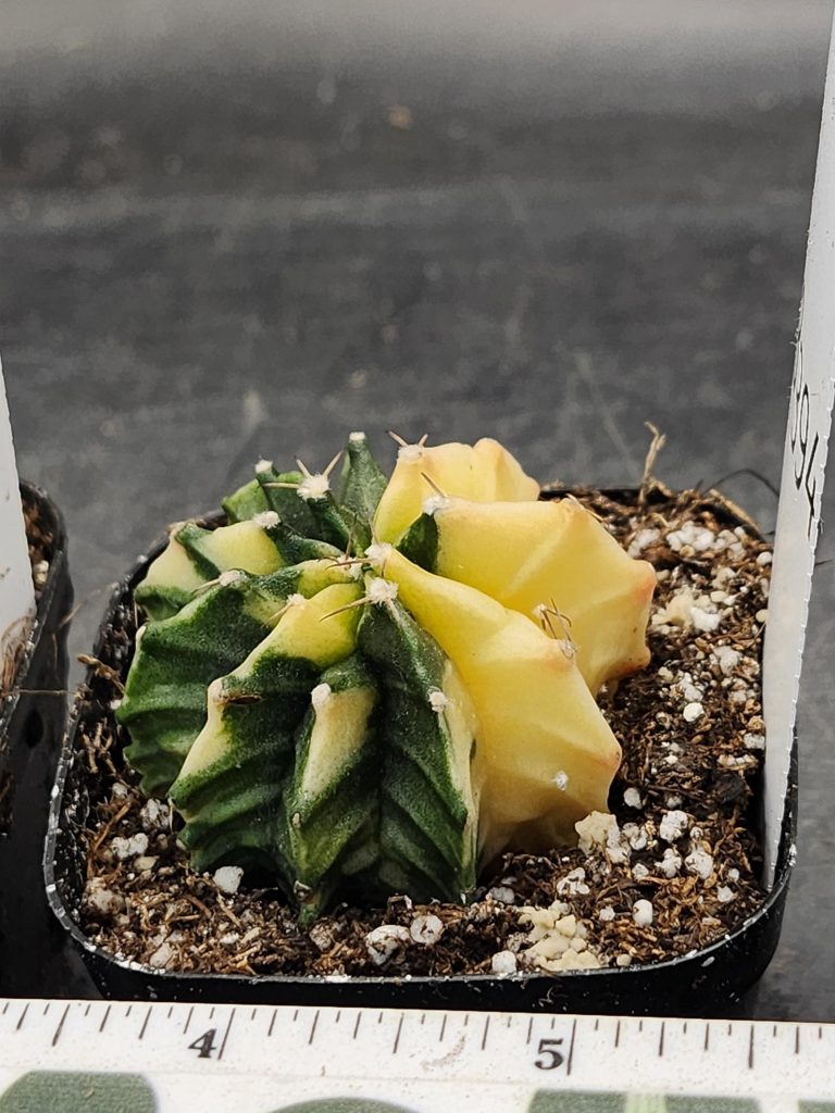 Gymnocalycium Mihanovichii Beautiful Yellow Green Butterfly Top View Varigated Cactus #8394 - Image 2