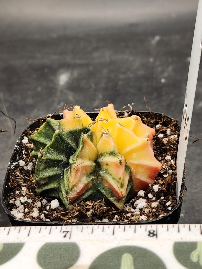 Gymnocalycium Mihanovichii Varigated Cactus Lime Turning into a Lemon#8395 - Image 2