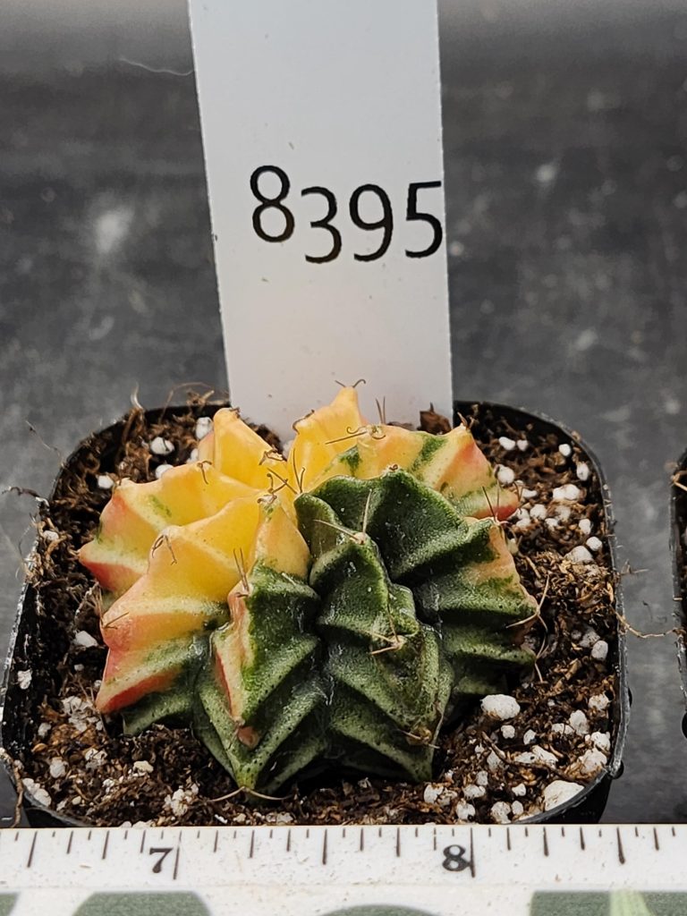 Gymnocalycium Mihanovichii Varigated Cactus Lime Turning into a Lemon#8395 - Image 3