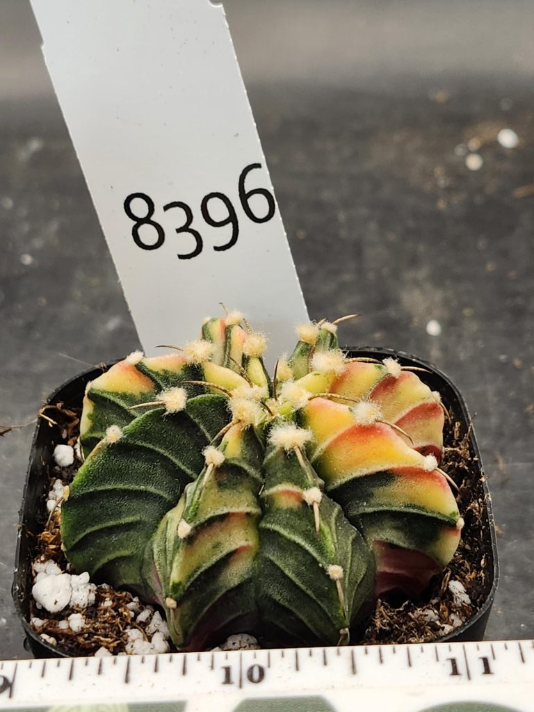 Gymnocalycium Mihanovichii Varigated Cactus Green with Pale Yellow Hints #8396 - Image 3