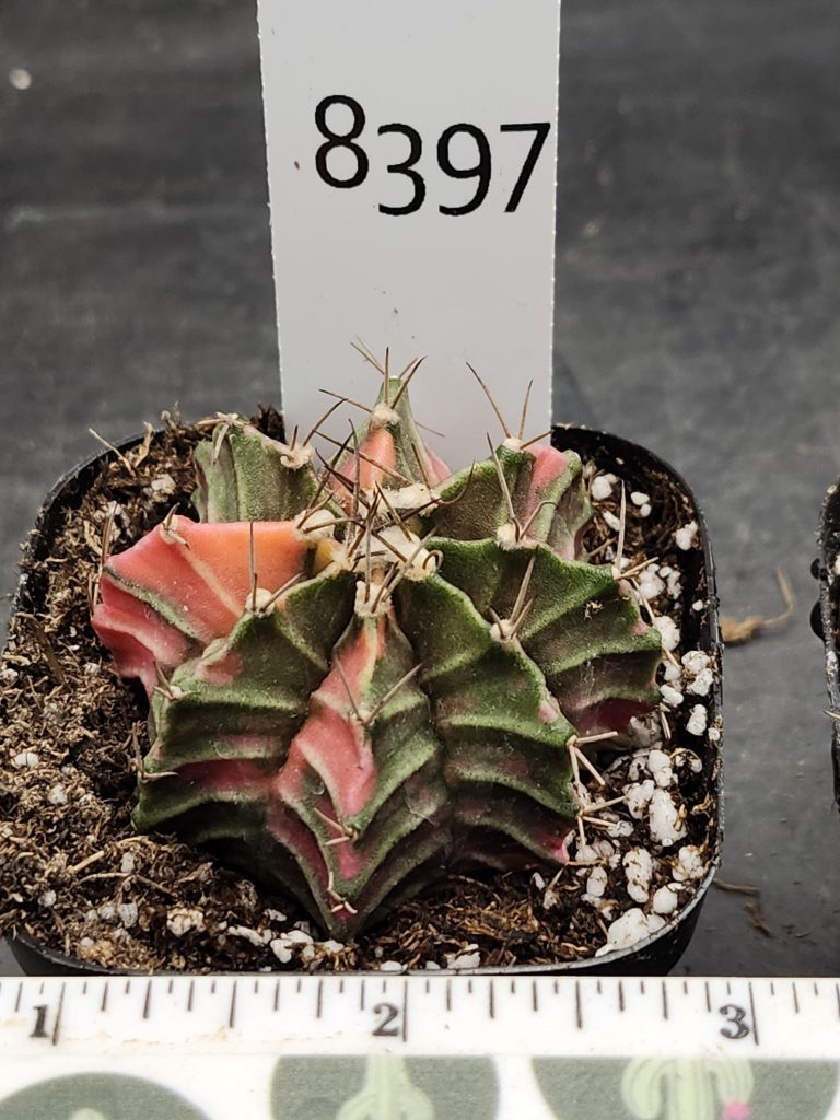 Gymnocalycium Mihanovichii Varigated Cactus Light Dull Pink and Green Mix #8397 - Image 3
