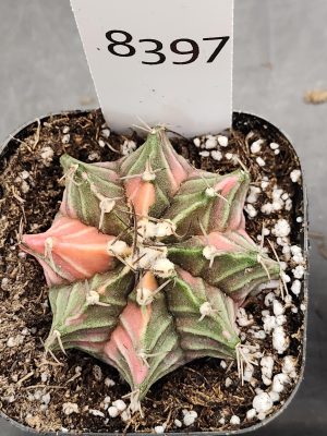 Gymnocalycium Mihanovichii Varigated Cactus Light Dull Pink and Green Mix #8397