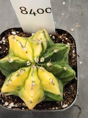 Gymnocalycium Mihanovichii Varigated Cactus Bright Yellow Over Green #8400