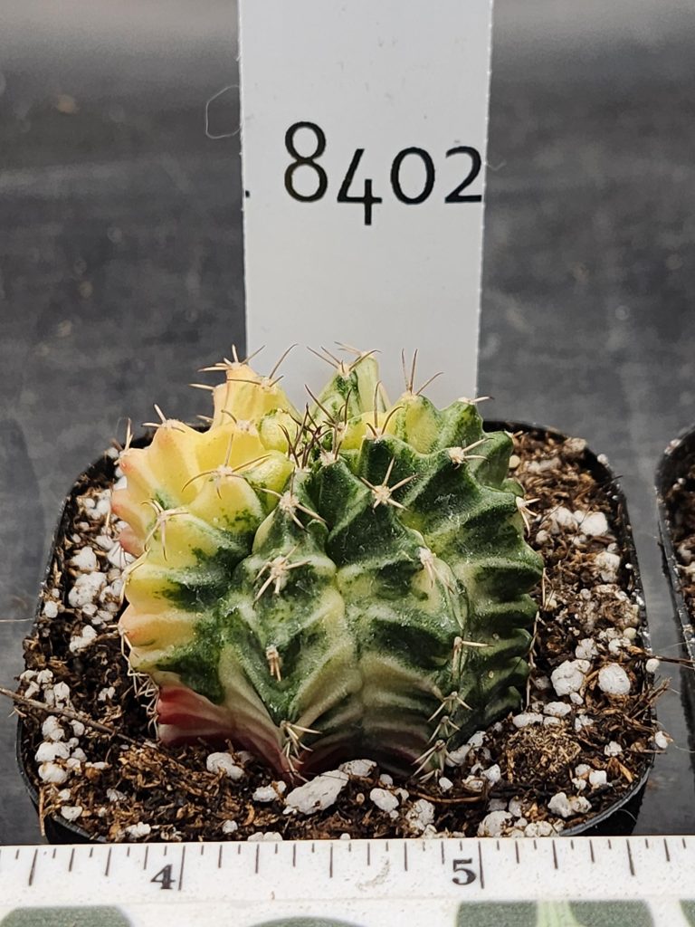 Gymnocalycium Mihanovichii Varigated Cactus Yellow Fading Green #8402 - Image 3