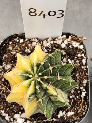 Gymnocalycium Mihanovichii Varigated Cactus Half N Half Green and Pale Yellow #8403