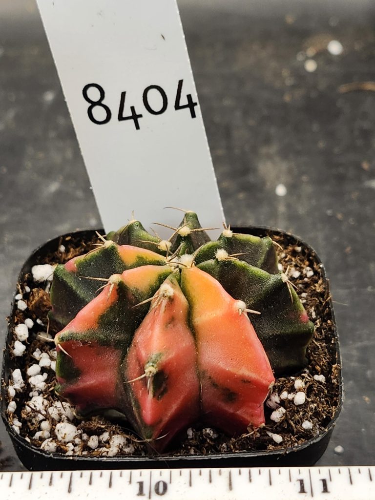 Gymnocalycium Mihanovichii Varigated Cactus Peach And Deep Dark Green #8404 - Image 3