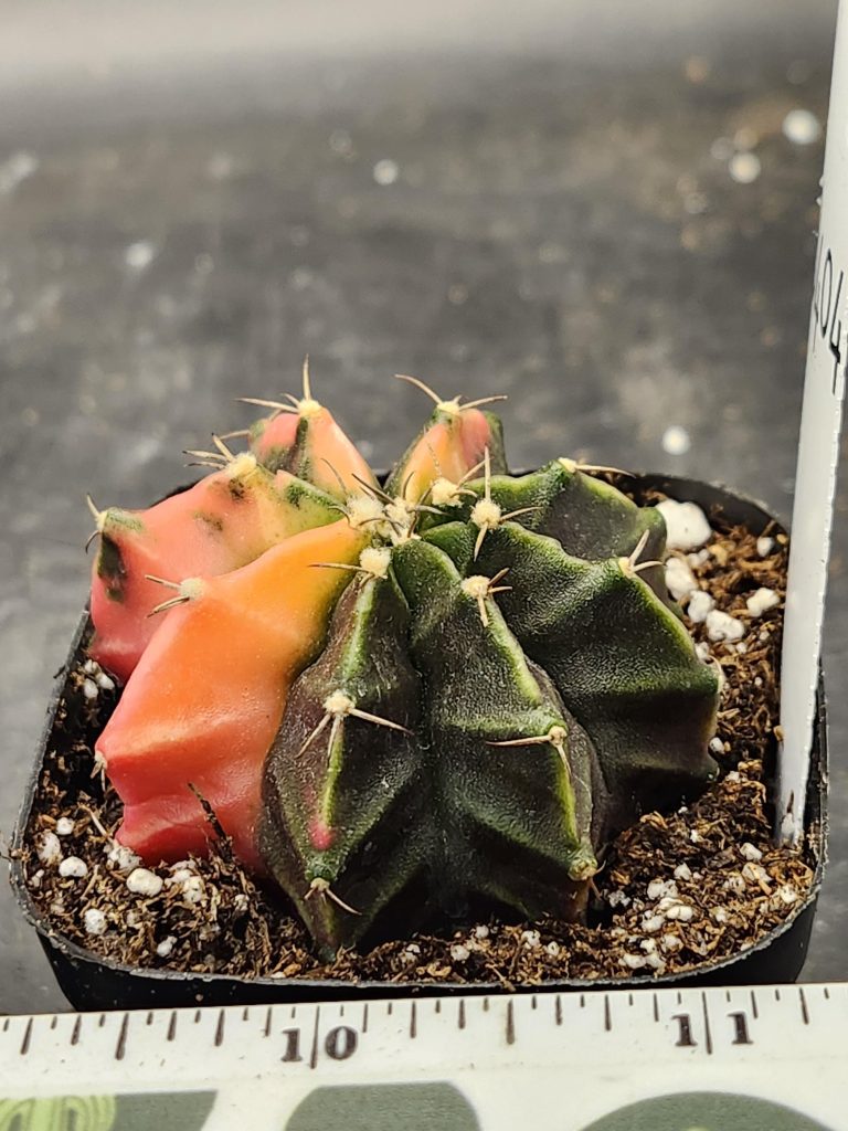 Gymnocalycium Mihanovichii Varigated Cactus Peach And Deep Dark Green #8404 - Image 2