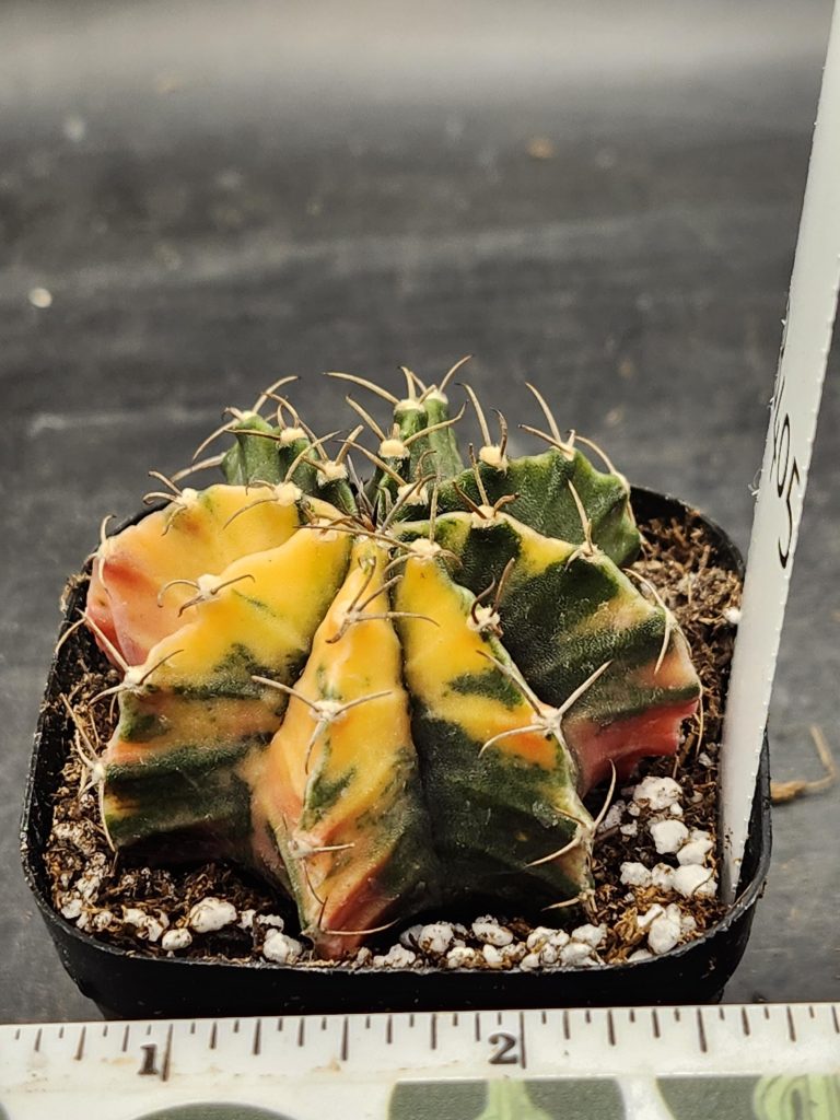 Gymnocalycium Mihanovichii Varigated Cactus Perfect Yellow with Deep Green #8405 - Image 2