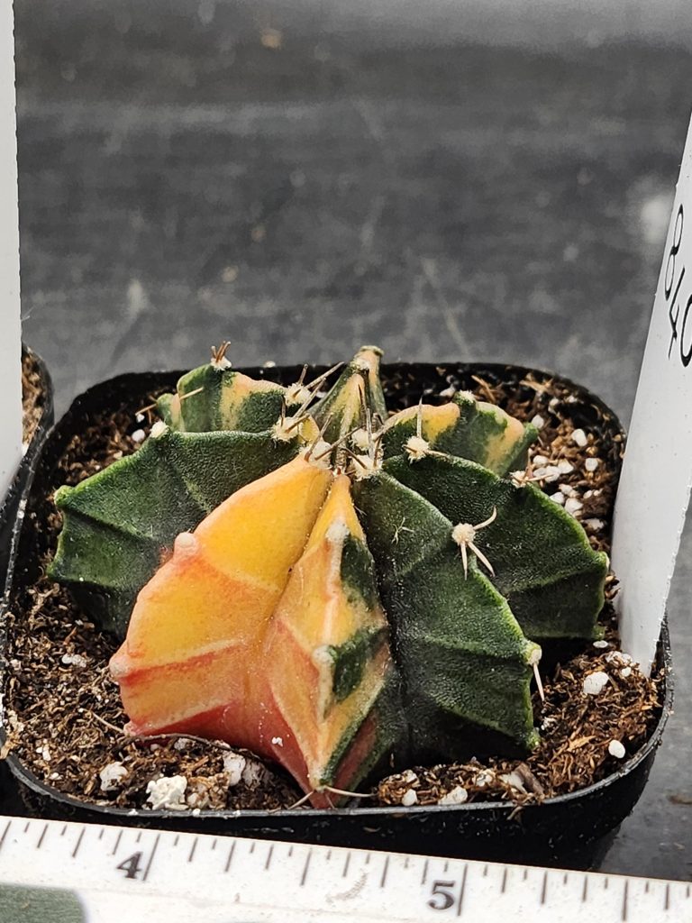 Gymnocalycium Mihanovichii Varigated Cactus Green with Two Yellow Ribs #8406 - Image 2
