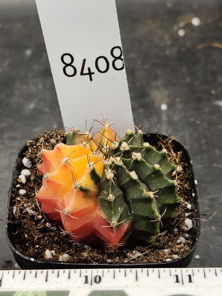 Gymnocalycium Mihanovichii Varigated Cactus Orange and Green Flower Style #8408 - Image 3