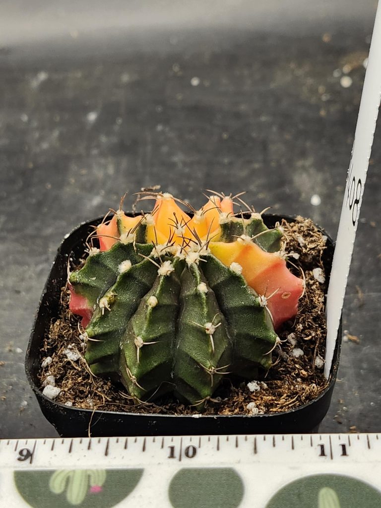 Gymnocalycium Mihanovichii Varigated Cactus Orange and Green Flower Style #8408 - Image 2