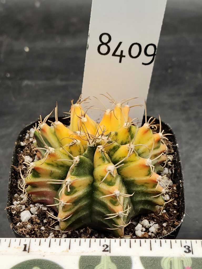 Gymnocalycium Mihanovichii Varigated Cactus Mustard Yellow With Green Splatter #8409 - Image 3