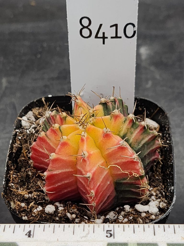 Gymnocalycium Mihanovichii Varigated Cactus She's Dull But Colorful #8410 - Image 3