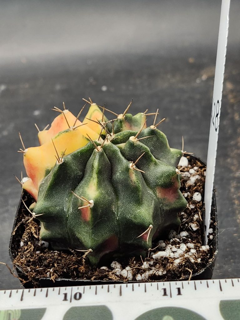 Gymnocalycium Mihanovichii Varigated Cactus Smooth Green and Yellow Pie Slice #8428 - Image 2