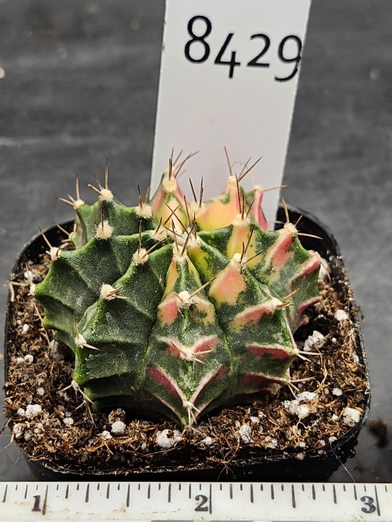 Gymnocalycium Mihanovichii Varigated Cactus Green Base with Yellow and Pink Spots #8429 - Image 3
