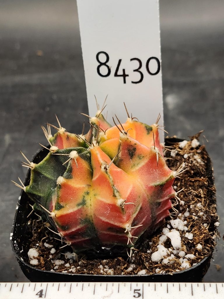 Gymnocalycium Mihanovichii Varigated Cactus Smooth Ripe Canteloupe #8430 - Image 3