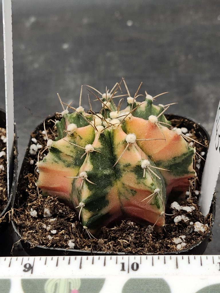Gymnocalycium Mihanovichii Variegated Cactus Half Green Half Orange with Green Splotching #8432 in 2.75" Pot - Image 2