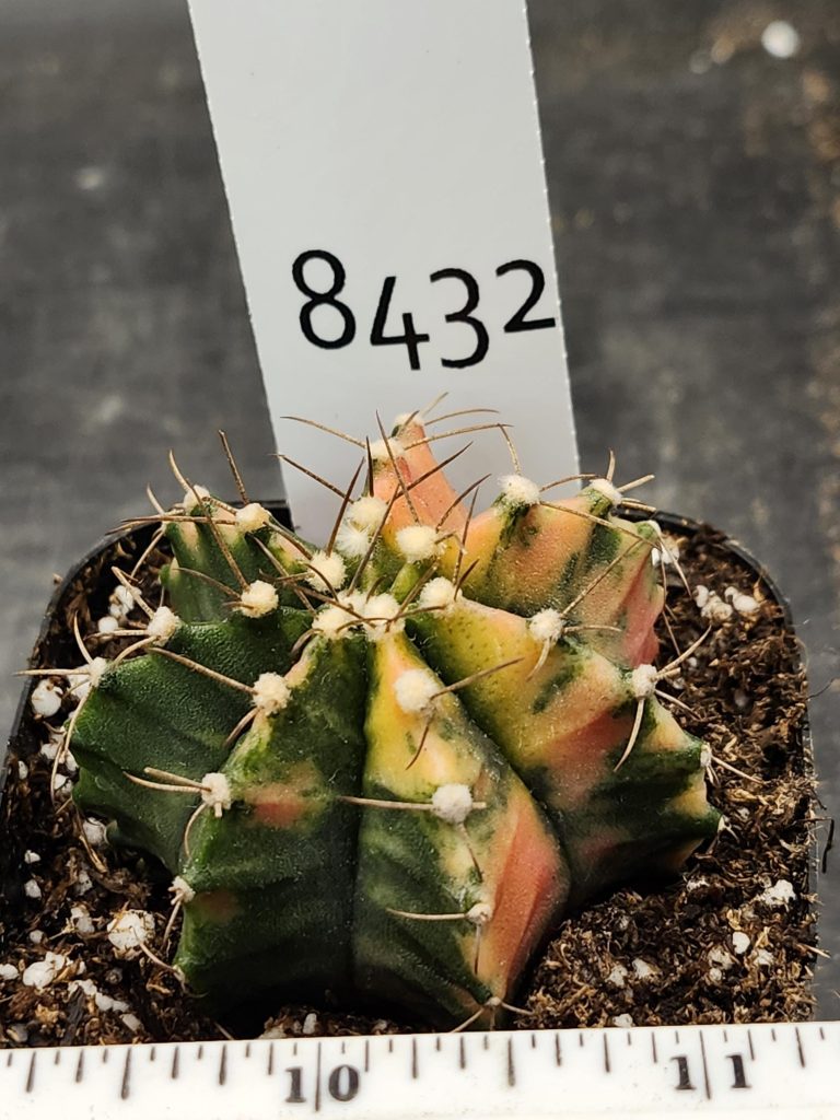 Gymnocalycium Mihanovichii Variegated Cactus Half Green Half Orange with Green Splotching #8432 in 2.75" Pot - Image 3