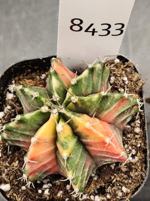 Gymnocalycium Mihanovichii Variegated Cactus Super Bright Green and Orange Mixture #8433 in 2.75" Pot
