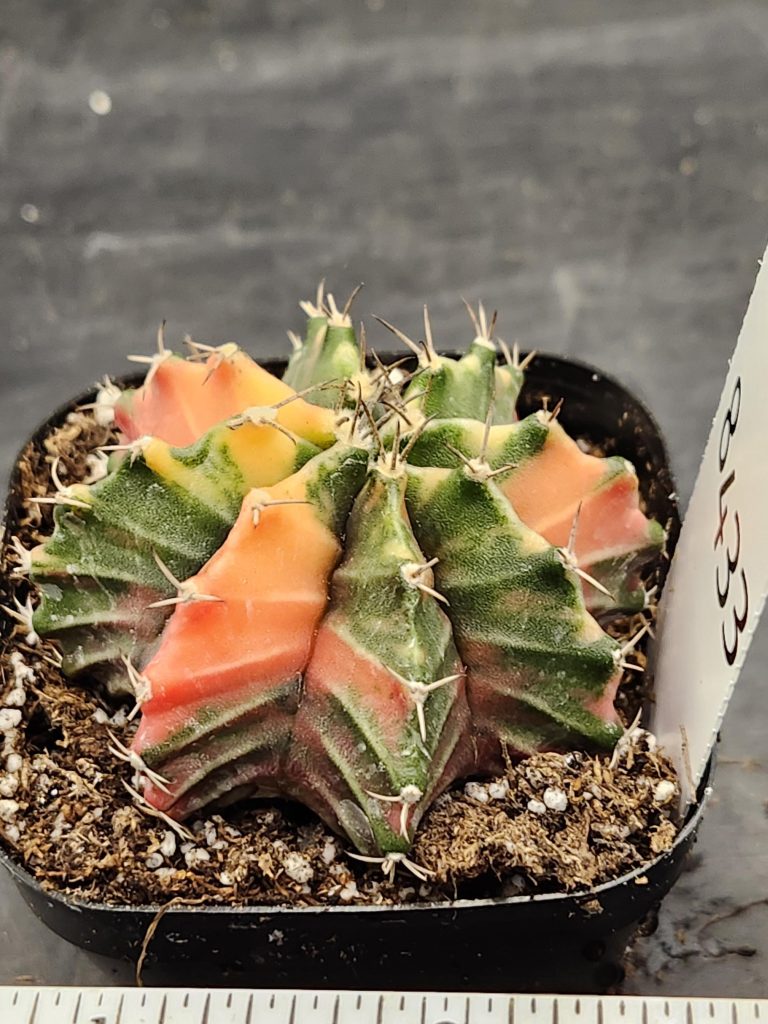 Gymnocalycium Mihanovichii Variegated Cactus Super Bright Green and Orange Mixture #8433 in 2.75" Pot - Image 2