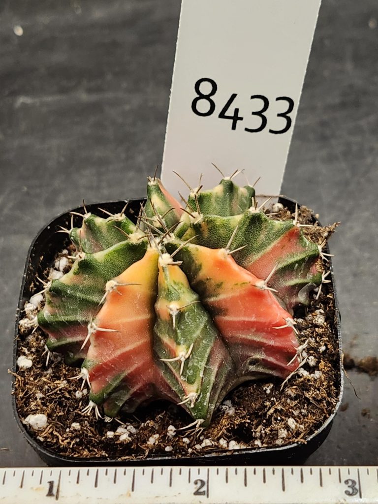 Gymnocalycium Mihanovichii Variegated Cactus Super Bright Green and Orange Mixture #8433 in 2.75" Pot - Image 3