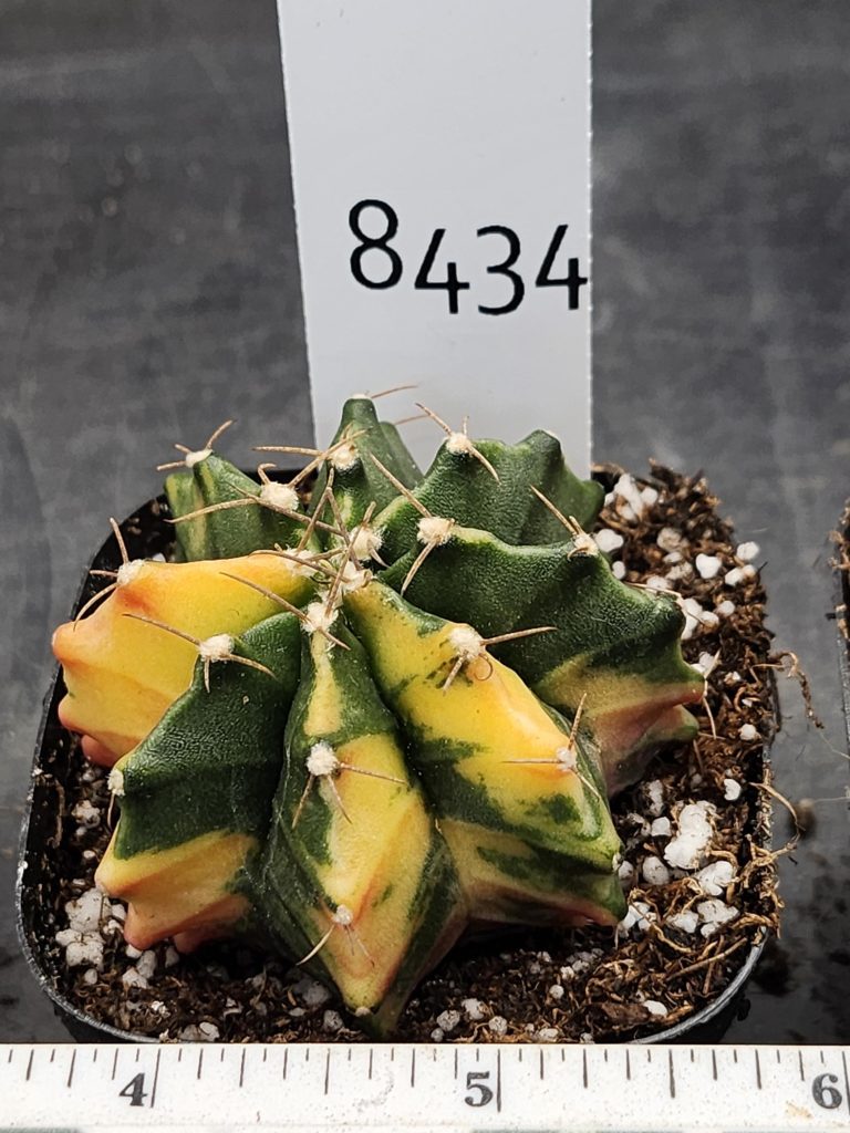 Gymnocalycium Mihanovichii Variegated Cactus Unrippened Lemon #8434 in 2.75" Pot - Image 3