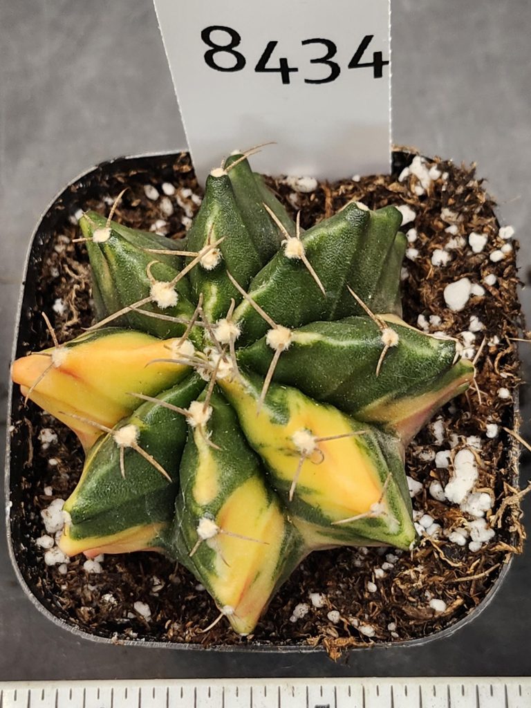 Gymnocalycium Mihanovichii Variegated Cactus Unrippened Lemon #8434 in 2.75" Pot