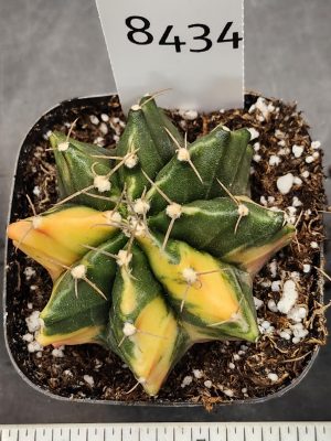 Gymnocalycium Mihanovichii Variegated Cactus Unrippened Lemon #8434 in 2.75" Pot