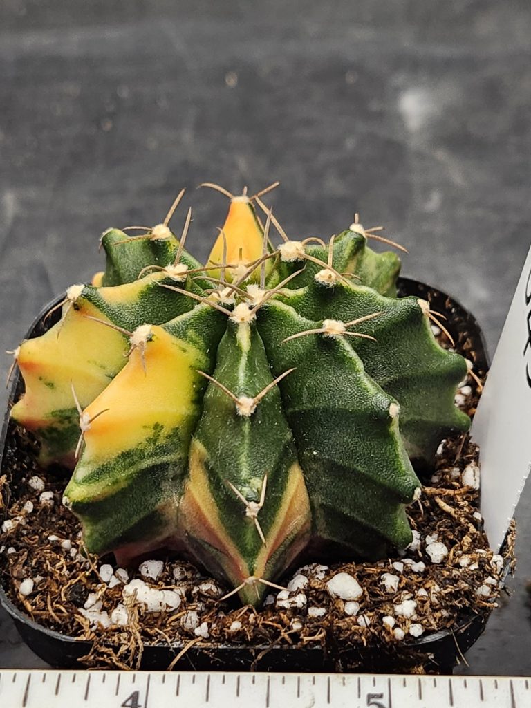 Gymnocalycium Mihanovichii Variegated Cactus Unrippened Lemon #8434 in 2.75" Pot - Image 2
