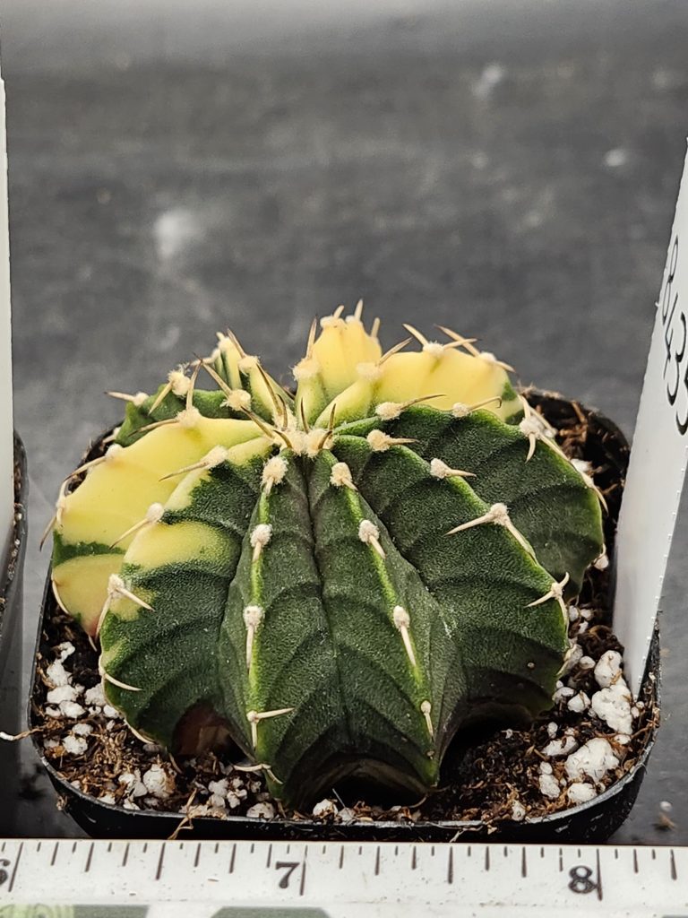 Gymnocalycium Mihanovichii Variegated Cactus Lemon Lime Sweet Treat #8435 in 2.75" Pot - Image 2