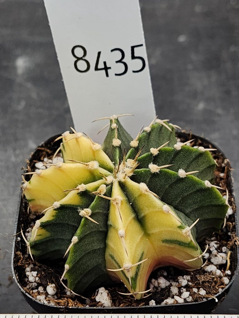 Gymnocalycium Mihanovichii Variegated Cactus Lemon Lime Sweet Treat #8435 in 2.75" Pot - Image 3